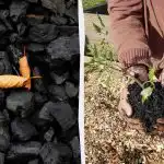 4 prekvapivé spôsoby využitia dreveného uhlia v záhrade