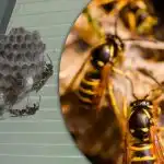 6 vecí, ktoré premenia váš dvor na magnet na osy