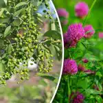 A nepotrebujete predpoveď počasia: ktoré rastliny predpovedajú dážď