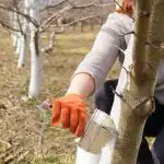 Ako a kedy je najlepšie bieliť stromy: žiadny škodca to