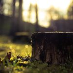 Ako odstrániť pahýľ bez lopaty alebo vybavenia: jednoduchá metóda, o