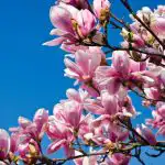 Ako presadiť magnóliu, aby sa stromček na novom mieste definitívne