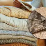 Ako sa zbaviť molí v skriniach: len jedna rastlina vám