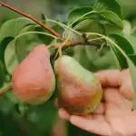 Ako správne orezať hrušku, aby ste získali obrovskú úrodu: rady