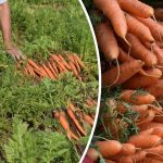 Ako zistiť, či je mrkva zrelá - najlepšie dni na