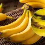 Banány nesčernejú celé týždne: jednoduchý trik, o ktorom vie len