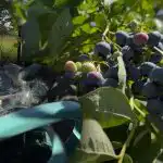 Čučoriedky vydržia akýkoľvek mráz: záhradník prezradil hlavné jesenné tajomstvá starostlivosti