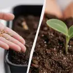 Do týždňa vyklíčia: ako doma správne naklíčiť semienka papriky