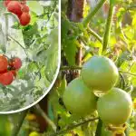 Dvesto gramov a sú zrelé: záhradníčka sa podelila o svoju