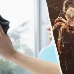 Jeden produkt vyčistí okná, kým sa nebudú lesknúť a zbaví