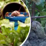 Jednoduchá akcia v auguste: záhradník sa podelil o to, ako