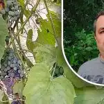 Jednoduchý trik na dobrú úrodu: záhradkár odhalil úhlavného nepriateľa hrozna