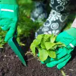 Kedy zasadiť jahody na jeseň, aby ste na jar zbierali