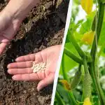 Kedy zasiať uhorky na otvorenom teréne: breza a púpava vám