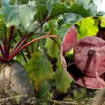 Kedy zberať repu v roku 2025: boli pomenované dva znaky