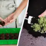 Len skúsení záhradníci to vedia: ako správne zbierať paradajky a