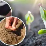 Lunárny kalendár záhradníka na apríl: čo a kedy zasadiť do