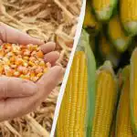 Najlepšie obdobie na zasiatie kukurice v roku 2025: nepremeškajte ho
