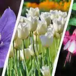 Odborník vymenoval 7 rastlín, ktoré sa túto jeseň oplatí zasadiť