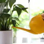 Pokojová ľalia prestane žltnúť a ožije už za pár hodín: