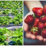 Posledný akord jesene: jednoduché akcie, ktoré ovplyvňujú bobule budúcej sezóny