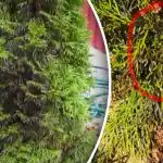 Prečo tuje náhle sčernie: ako zachrániť stromy po zime