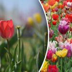 Prečo tulipány rastú, ale nekvitnú: čo musíte urobiť v marci