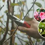 Riziko, že ostanú bez kvitnutia: ktoré rastliny sa v marci