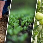 Striedanie plodín v záhrade: čo zasadiť po čom pre dobrú