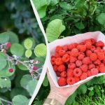 Tieto rastliny zničia malinový strom navždy: nemôžu byť vysadené vedľa