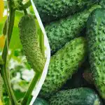 Uhorky vydržia až do mrazu: aké odrody je možné zasiať