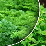 Úroda bude daná za mesiac: čo sa dá zasiať alebo