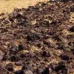 Úroda bude dvakrát väčšia: aký druh hnoja aplikujú skúsení záhradníci