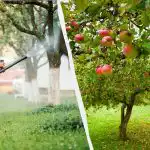 Vošky sa už nikdy nedotknú jabloní: účinné dvojzložkové riešenie