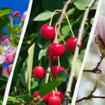 Záhradkári vymenovali 8 stromov, ktoré by sa na jeseň nemali