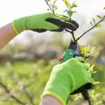 Záhradkárom bolo pripomenuté - je čas orezať broskyne: ktorá vetva