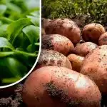 Zem bude ako páperie: záhradník povedal, čo zasiať po zbere