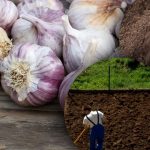 Zimný cesnak to nemá rád: záhradník objavil tajomstvo ideálnej záhradnej